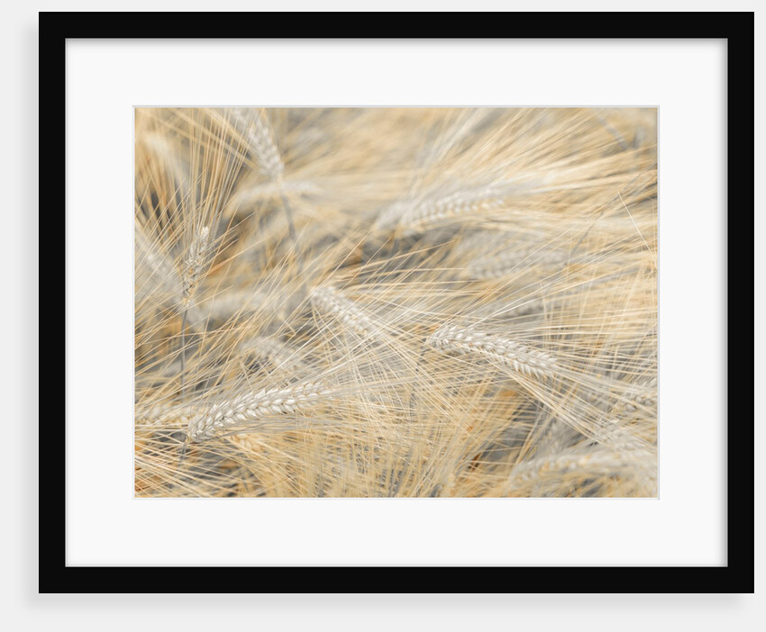 Wheat field by Assaf Frank